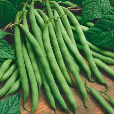 Premium Bush Blue Lake - Fresh Heirloom Seed - Most Popular Variety in the World