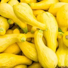 Premium Crookneck Yellow Squash Seeds - Fresh, Organic Seeds. Very delicious!