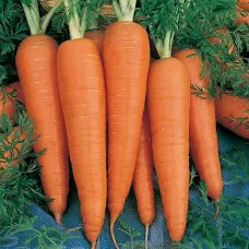 Premium Danvers 126 Carrot
