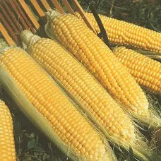 🌽 Premium Kandy Korn Seeds 🍬Sweetest corn in the world!🌽No isolation!  SE