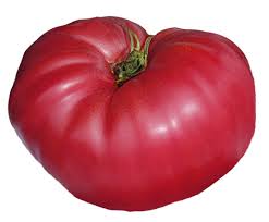 Pruden's Purple