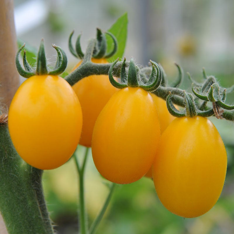 Yellow Pear