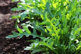 Premium Roquette Arugula