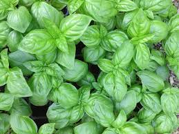 Premium Genovese Basil Herb