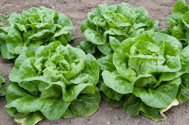 Premium Buttercrunch Leaf Lettuce