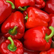 Premium Big Red Sweet Bell Pepper- Very Sweet When Ripe!