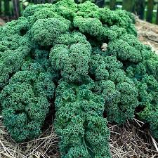 Premium Blue Curled Scotch Kale