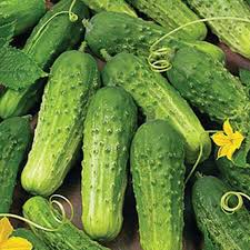 Premium Boston Pickling Cucumber