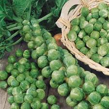 Premium Long Island Improved Brussel Sprouts