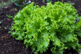 Premium Black Seeded Simpson Leaf Lettuce. Fresh Organic Heirloom Seeds. Popular