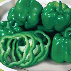 Premium California Wonder Bell Pepper - Most Popular Bell Pepper Variety in the World!