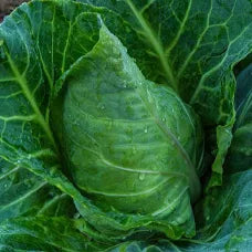 Premium Champion Collard Greens