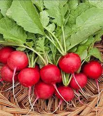 Premium Cherry Belle Radish