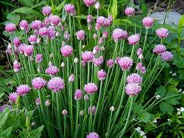 Premium Common Chives