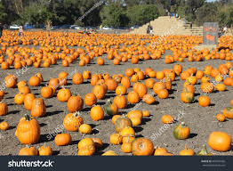 Premium Connecticut Field Pumpkin - Around Since the 1700's!