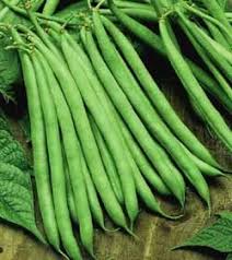 Premium Contender Stringless Green Bean - Very Popular!