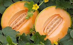 Premium Delicious 51 Cantaloupe