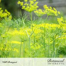 Premium Bouquet Dill