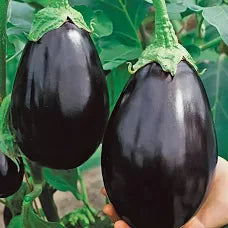 Premium Black Beauty Eggplant - Most Popular Ever