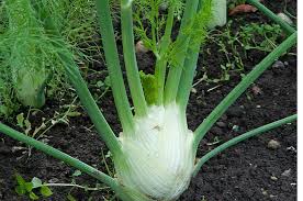 Premium Florence Fennel