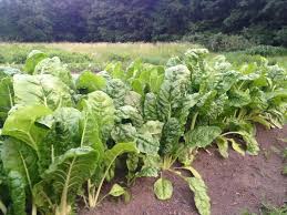 Premium Fordhook Giant Swiss Chard