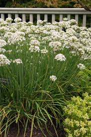 Premium Garlic Chives