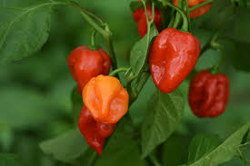 Premium Habanero Hot Red Pepper Seeds