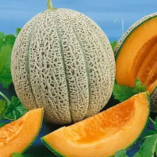 Premium Hale's Best Jumbo Cantaloupe