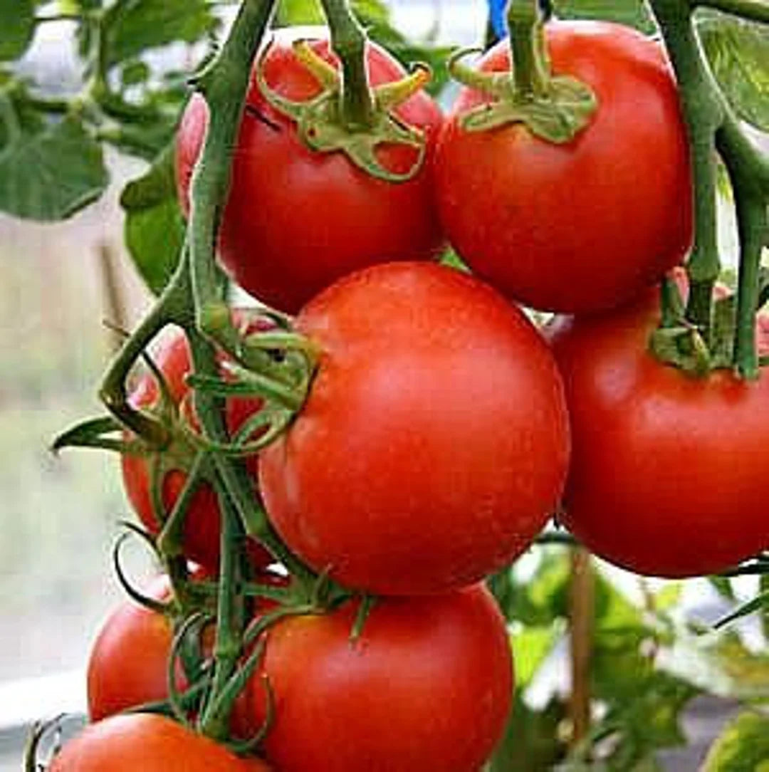 42 Day - Fastest Tomato in the World to Ripen!