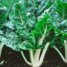 Premium Green Lucullus Swiss Chard