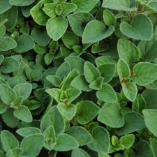 Premium Sweet Marjoram