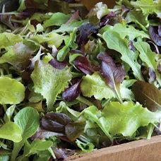 Premium Gourmet Mesclun Leaf Lettuce Mix