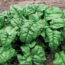 Premium Giant Noble Spinach