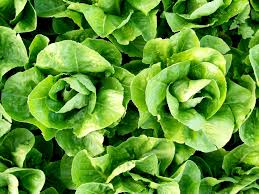 Premium Parris Island Romaine Lettuce