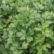 Premium Giant of Italy Parsley