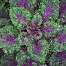 Premium Red Russian Kale