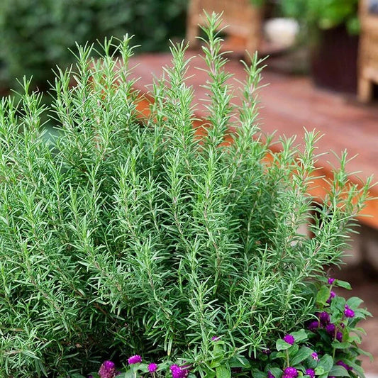 Premium Rosemary