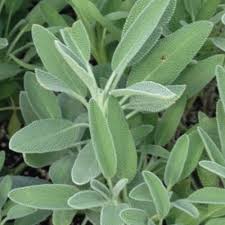 Premium Broadleaf Sage