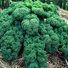 Premium Siberian Dwarf Kale