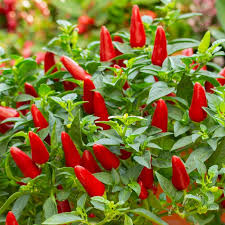 Premium Small Red Chili Hot Pepper - Best Chili Powder!