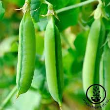 Premium Sugar Snap Peas