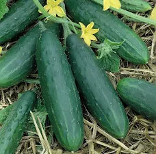 Premium Spacemaster Bush Cucumber