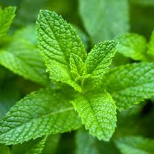 Premium Spearmint Herb