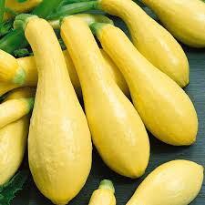 Premium Prolific Straightneck Yellow Squash