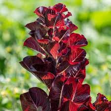 Premium Super Red Romaine Lettuce.