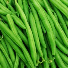 Premium Tendergreen Improved Stringless Bush Bean