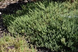 Premium Common Thyme