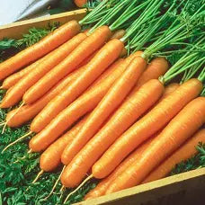 Premium Tendersweet Carrot