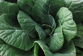 Premium Vates Collard Greens